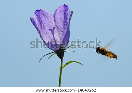 lovely purple flower (lilac) against the blue sky with a bee hovering in front of it