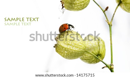 lovely lady bug on flora against white background