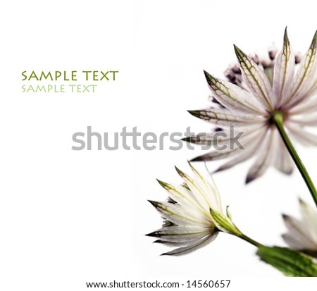 flowers background white. against white background