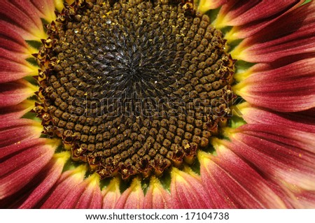 close-up of a red sunflower