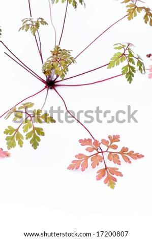 red and green leaves against white background