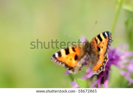 lovely butterfly and flora against white background (deliberate use of very shallow depth field)