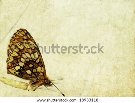 lovely light brown background image with close-up of butterfly