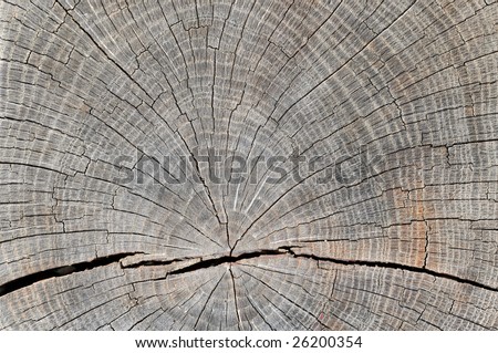close-up of a tree trunk showing growth rings