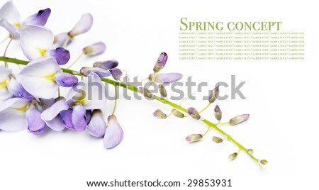 spring concept. young spring flowers (wisteria) against white background.