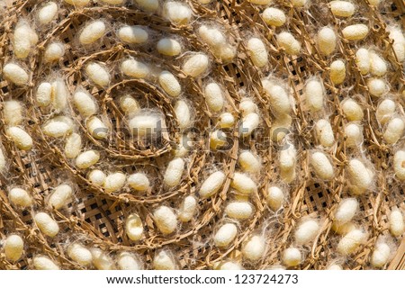 Many of yellow and white silk cocoon