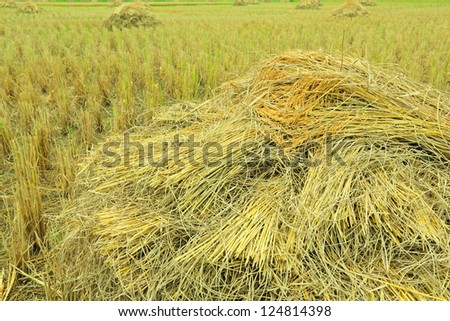 Pile of rice in farmland at northern thailand