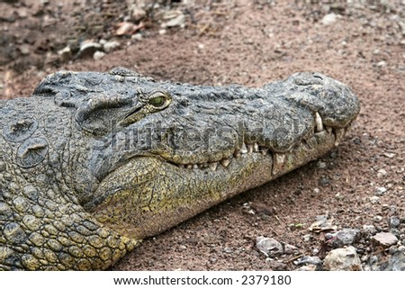 African crocodile on a river banc