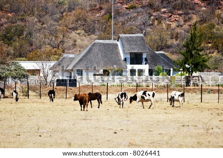 African farm, Botswana, cattle, wide land, thatched roof building, farming series