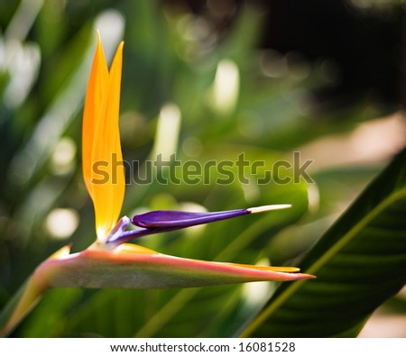 Bird of paradise or Crane Flower ,Strelitzia reginae, is one of the most beautiful exotic flowers originating from South Africa