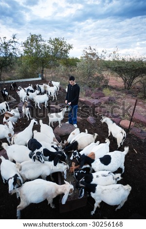 caucasian man feeding a flock of goats in the kraal, agro-tourism or ecotourism,