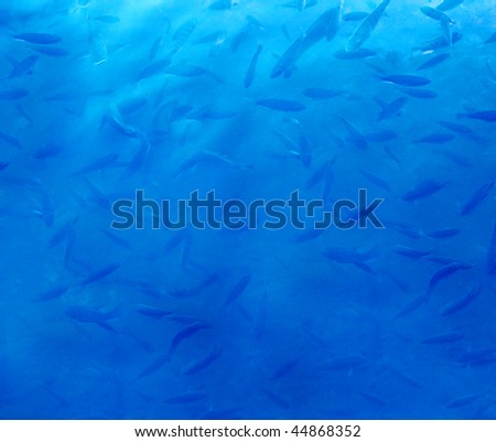 fish background, texture, the fish I think is brim, general design elements, wide use