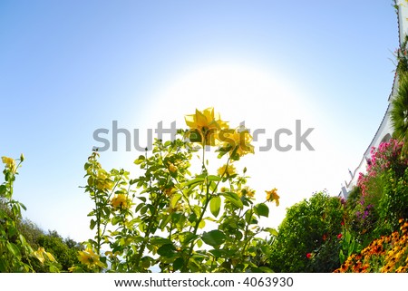 roses backlit and naturally isolated on white by sunlight in a colorful mediterranean garden near to a residential building
