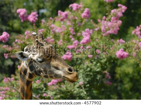 Giraffe thinking on pink flowers background