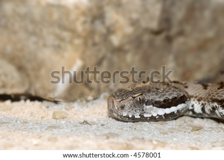 malayan pit viper snake on sand
