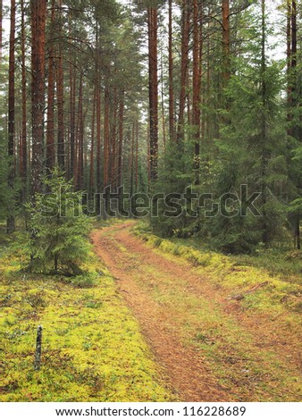 green fairy forest and road