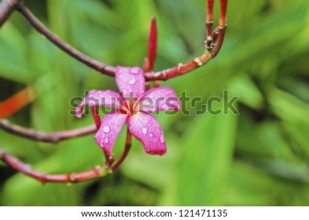 Landscape of a Pink fluted Hibiscus in a garden bed during a tropical monsoon, location of shot was Goa, India