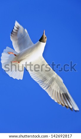 Vertical color portrait of a lone seagull in mid flight against a rich blue cloudless sky. Generic shot taken at Bet Dwarka in Gujarat India and the bird appearing to be flying vertically upwards.