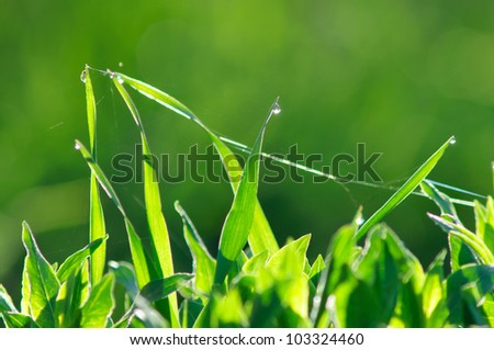 Close up of fresh green grass with drops of dew.