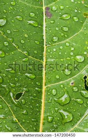 Close up of green leaf with dew drops.