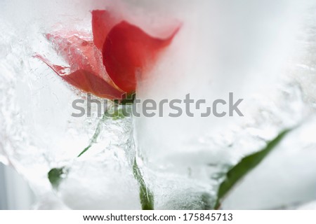 pink rose frozen in a block of ice