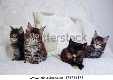 Group of maine coon kittens