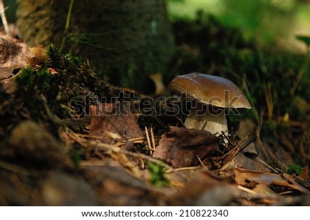 cepe mushroom in forest. close up.
