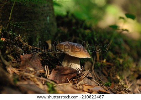Cepe mushroom in forest close up.