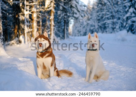Husky dogs in the frosty woods, in the light of the sun at sunset