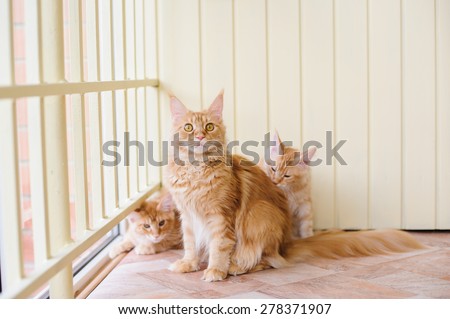 red marble maine coon cats family