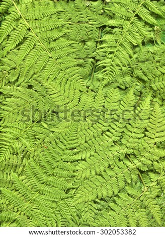 Isolated scan of fern plant. Background.