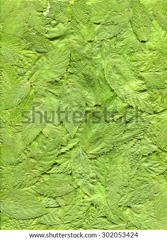 Flat scan of fresh mint leaves.