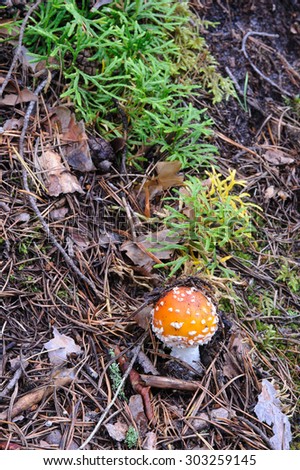 Fly agaric in the forest close up.