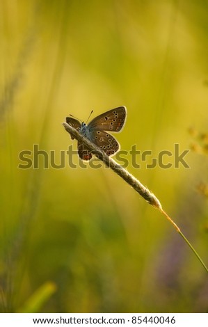 Silver-studded blue butterfly sitting on the grass in the ambient light of the evening sun.