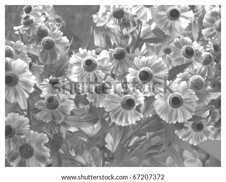 a bouquet of flowers in black and white