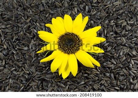 Beautiful Sunflower on Sunflower Seeds Black Background