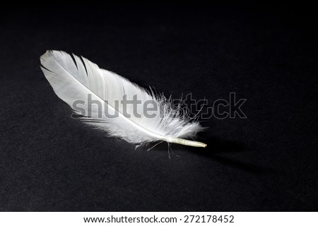 White Feather Isolated on Black Background