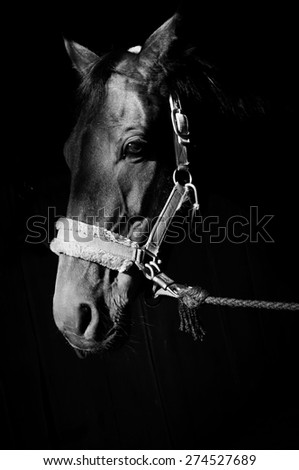 Black and white artistic photo of horse head.