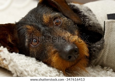Closeup photo of cute dog head, lying, looking at camera.
