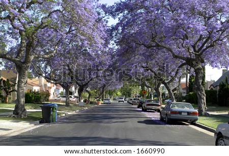 A wonderful american street and exlusive properties from our dreams.