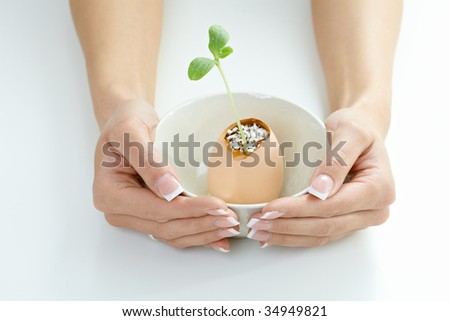 Closeup of female hands holding sprouting young plant in a bowl.