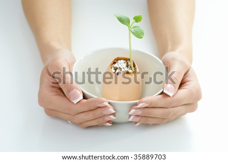 Closeup of female hands holding sprouting young plant in a bowl.
