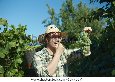 Vintager wearing butt full of grapes during the vintage.