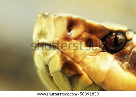Cottonmouth Snake Stock Photo 50391850 : Shutterstock