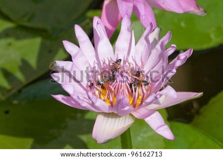 pink water lilies and Bee fly on the lotus