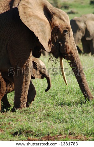 Elephant mother and baby