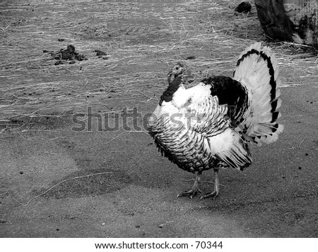 black and white turkey at the petting zoo