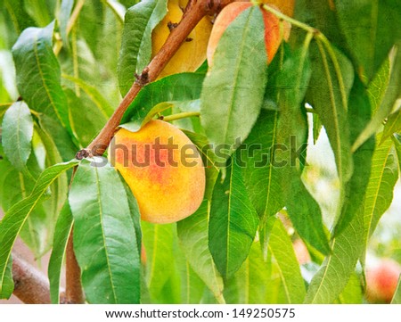 Sweet peach fruits growing on a peach tree branch