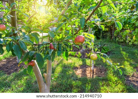 Red apples on apple tree branch, bright rays of the sun