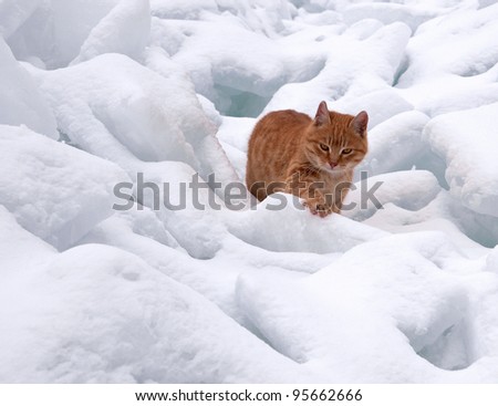 The red cat goes on snowdrifts